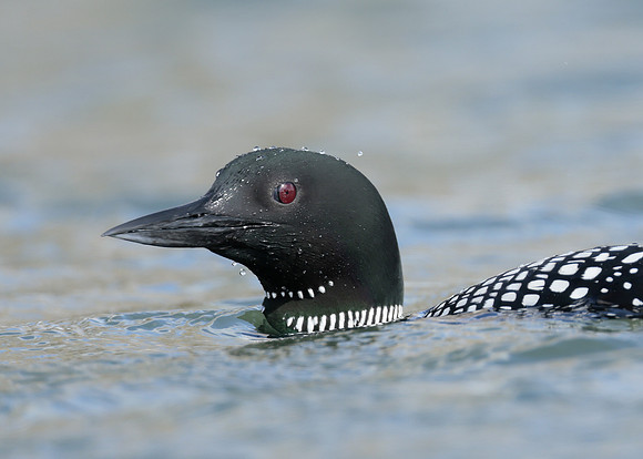 Common Loon/Great Northern Diver Gavia immer