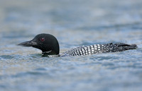 Common Loon/Great Northern Diver Gavia immer