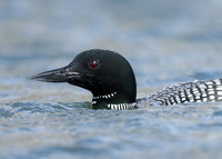 Common Loon/Great Northern Diver Gavia immer
