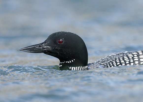Common Loon/Great Northern Diver Gavia immer
