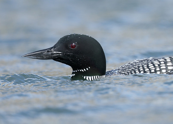 Common Loon/Great Northern Diver Gavia immer