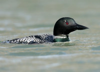 Common Loon/Great Northern Diver Gavia immer