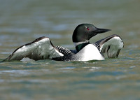 Common Loon/Great Northern Diver Gavia immer