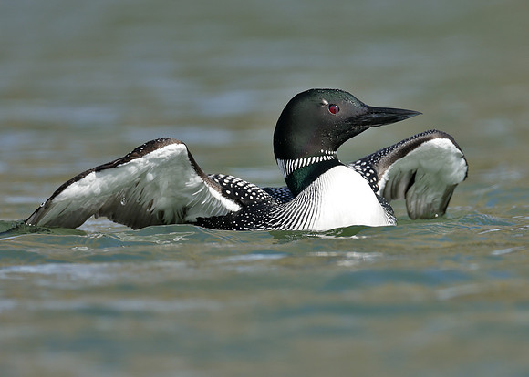 Common Loon/Great Northern Diver Gavia immer
