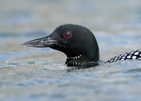 Common Loon/Great Northern Diver Gavia immer