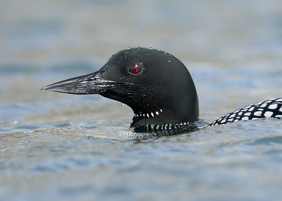 Common Loon/Great Northern Diver Gavia immer