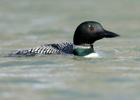 Common Loon/Great Northern Diver Gavia immer