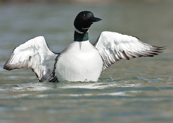 Common Loon/Great Northern Diver Gavia immer