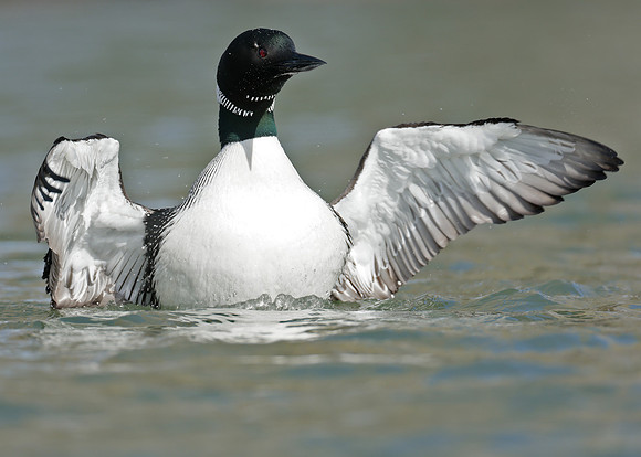 Common Loon/Great Northern Diver Gavia immer