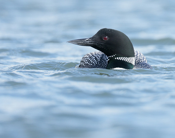 Common Loon/Great Northern Diver Gavia immer