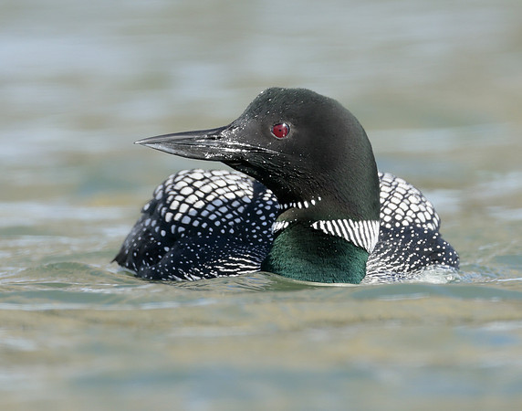 Common Loon/Great Northern Diver Gavia immer