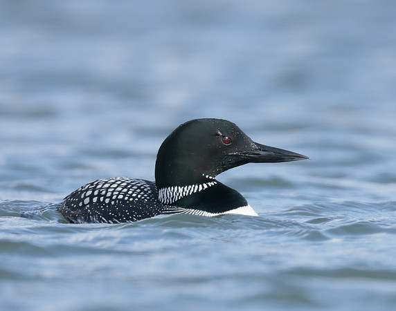 Common Loon/Great Northern Diver Gavia immer
