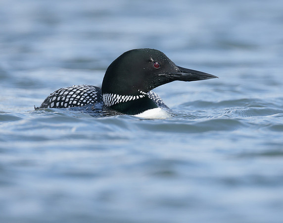 Common Loon/Great Northern Diver Gavia immer