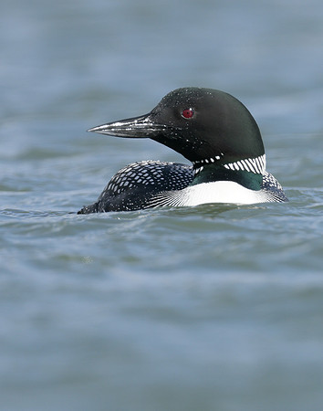 Common Loon/Great Northern Diver Gavia immer