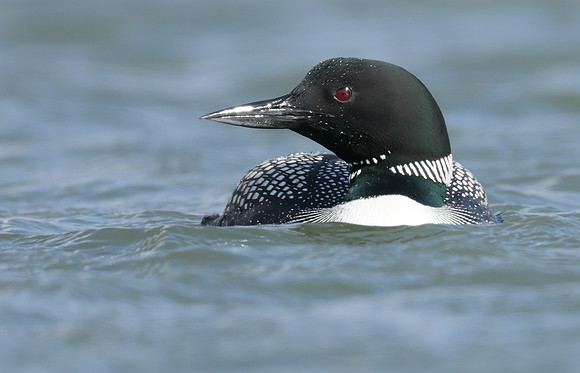 Common Loon/Great Northern Diver Gavia immer