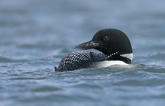Common Loon/Great Northern Diver Gavia immer