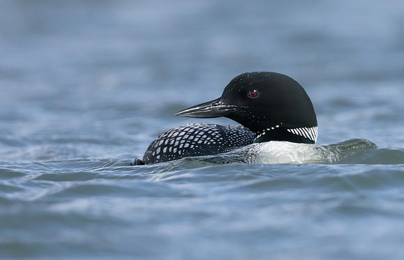 Common Loon/Great Northern Diver Gavia immer