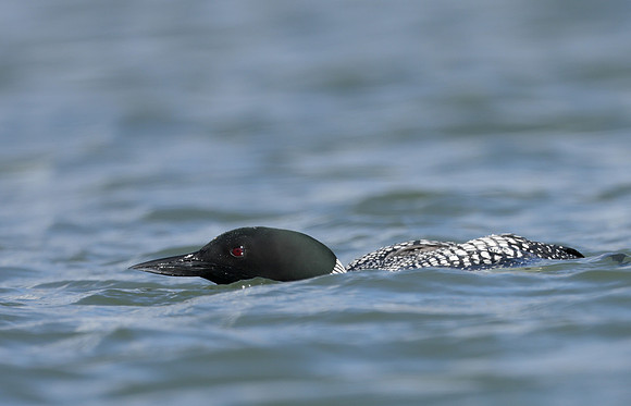 Common Loon/Great Northern Diver Gavia immer
