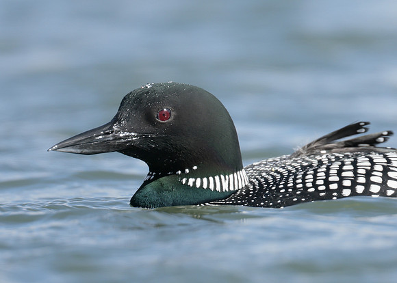 Common Loon/Great Northern Diver Gavia immer