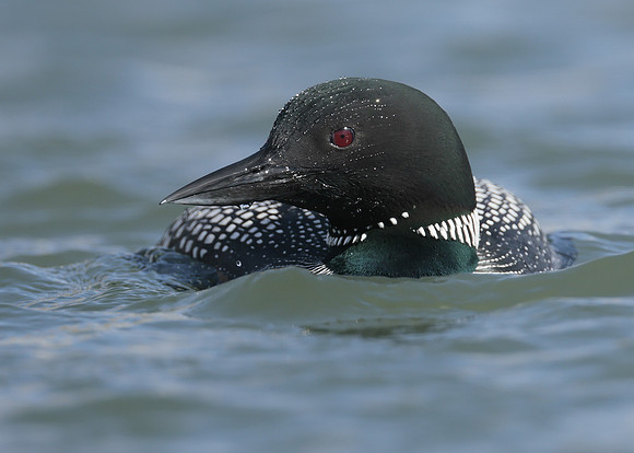 Common Loon/Great Northern Diver Gavia immer