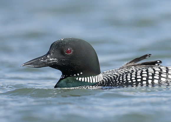 Common Loon/Great Northern Diver Gavia immer
