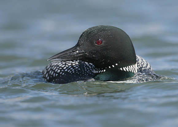 Common Loon/Great Northern Diver Gavia immer
