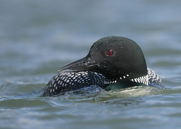 Common Loon/Great Northern Diver Gavia immer