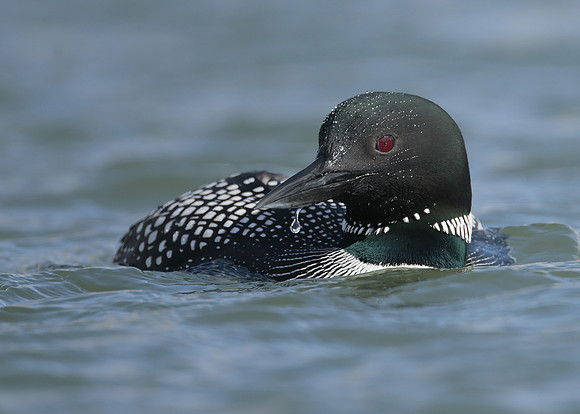 Common Loon/Great Northern Diver Gavia immer