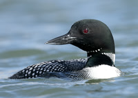 Common Loon/Great Northern Diver Gavia immer