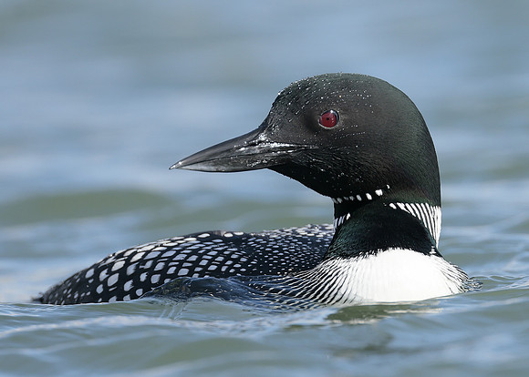 Common Loon/Great Northern Diver Gavia immer