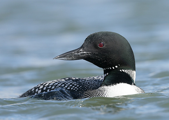 Common Loon/Great Northern Diver Gavia immer