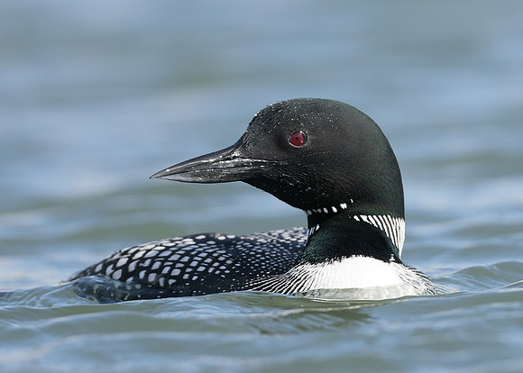 Common Loon/Great Northern Diver Gavia immer