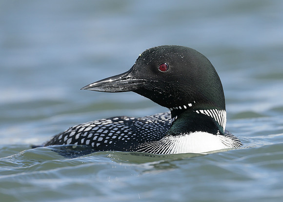Common Loon/Great Northern Diver Gavia immer