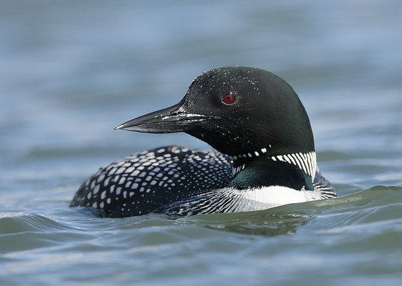 Common Loon/Great Northern Diver Gavia immer