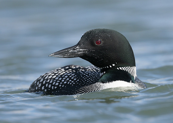 Common Loon/Great Northern Diver Gavia immer