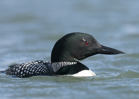 Common Loon/Great Northern Diver Gavia immer