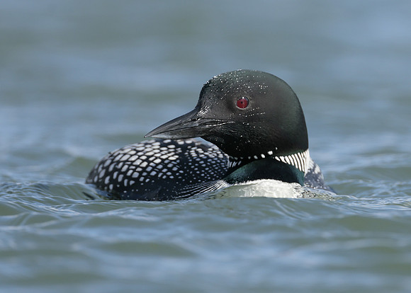 Common Loon/Great Northern Diver Gavia immer
