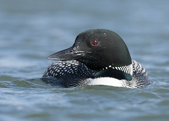 Common Loon/Great Northern Diver Gavia immer