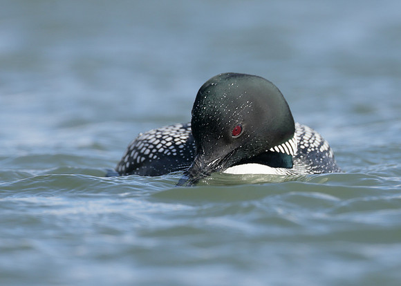 Common Loon/Great Northern Diver Gavia immer