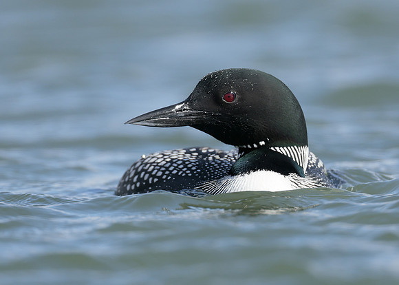 Common Loon/Great Northern Diver Gavia immer