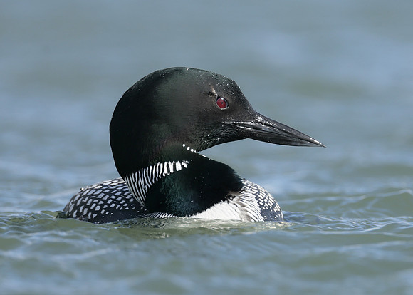 Common Loon/Great Northern Diver Gavia immer