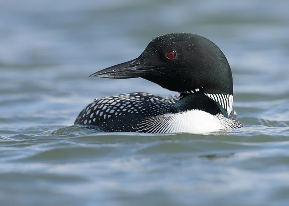 Common Loon/Great Northern Diver Gavia immer