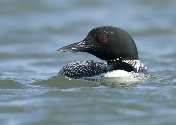 Common Loon/Great Northern Diver Gavia immer