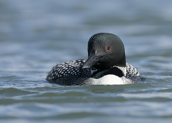 Common Loon/Great Northern Diver Gavia immer