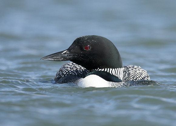 Common Loon/Great Northern Diver Gavia immer