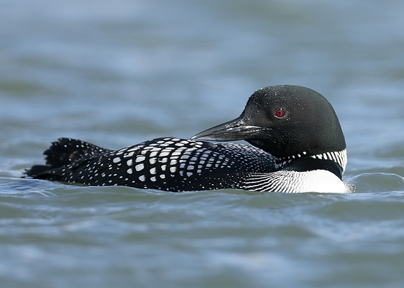 Common Loon/Great Northern Diver Gavia immer