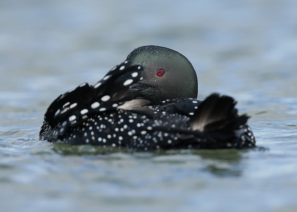 Common Loon/Great Northern Diver Gavia immer