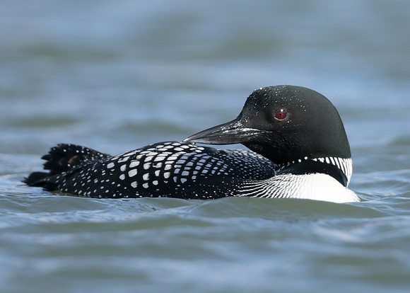 Common Loon/Great Northern Diver Gavia immer