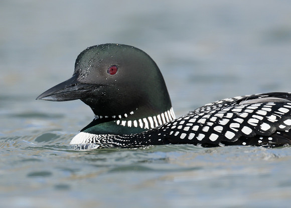 Common Loon/Great Northern Diver Gavia immer