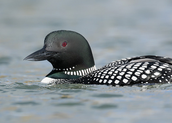 Common Loon/Great Northern Diver Gavia immer